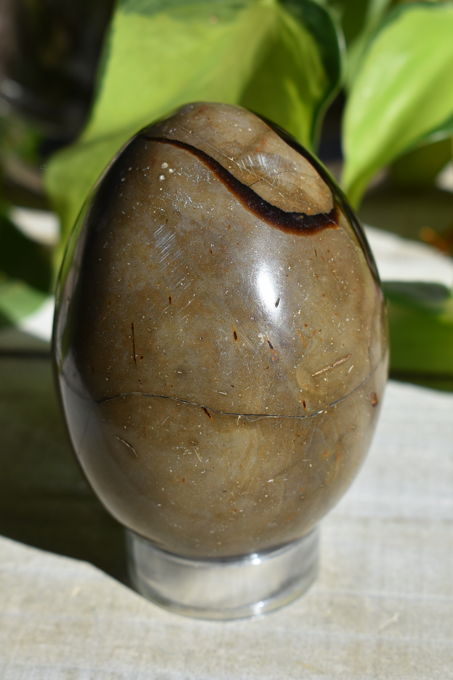 Septarian Egg - #3