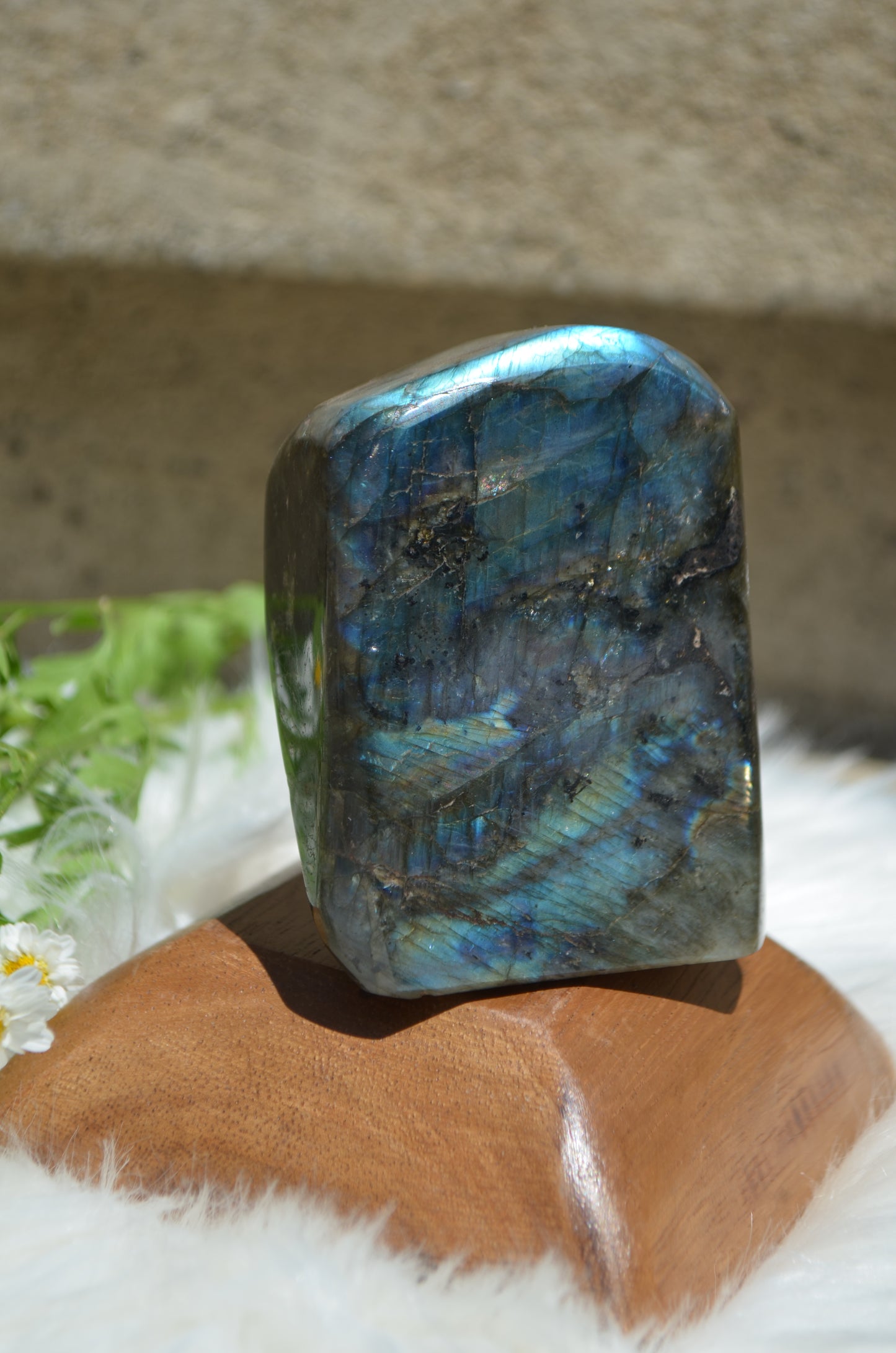 Labradorite Free Form Polished - Medium